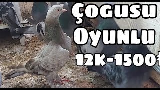 Çogusu Oyunlu Taklacı Güvercinler [upl. by Ynnad]