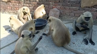 Hanuman monkey  Langur monkey  Langur hanuman  Dheeraj uncle [upl. by Deena]