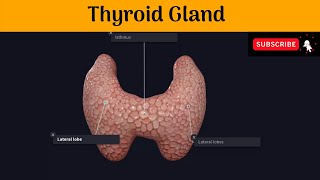 Thyroid Gland Parts Relations Blood supplyMicroscopic structure  Development  Clinical Anatomy [upl. by Saduj920]