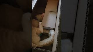 Tobys tail catching skills cats catlover animals pets petlover [upl. by Kai968]