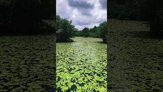 Beddagana Wetland Park  බැද්දගාන travel travelsrilanka nature [upl. by Vladamar]