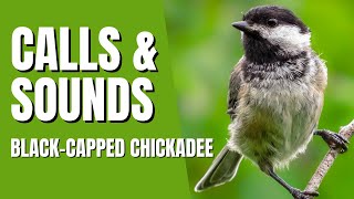 BlackCapped Chickadee Calls Song and Sounds  Feebee Call deedee Call Seet call Gargle call [upl. by Chessy578]