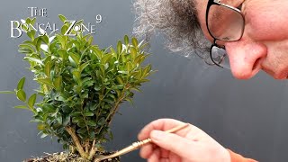 Starting a Boxwood Bonsai The Bonsai Zone Feb 2022 [upl. by Neumeyer]