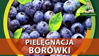 Nawożenie i pielęgnacja borówki  Z PLANTĄ W OGRODZIE [upl. by Nirb]