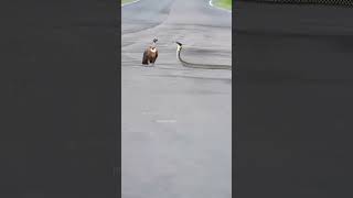 Snake Attack snake attack wildlife unfreeze nature growmy animal [upl. by Notyalk307]