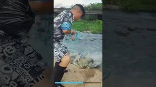 Terrific net casting under the bridge never believed its real fishing netsfishing [upl. by Eleazar]