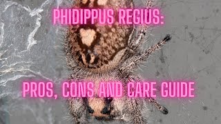 Regal Jumping Spider Phidippus regius Pros Cons and Care Guide [upl. by Rickard]