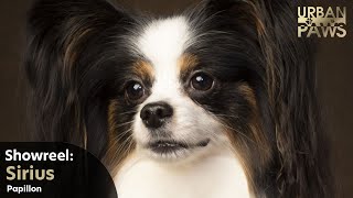 Dog Training Sirius Papillon  Agility Scent work Heel work Step up High 5 Down Ring bell [upl. by Eceinart]