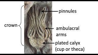 What are crinoids Carboniferous life of Texas Part 2 [upl. by Ibrab378]