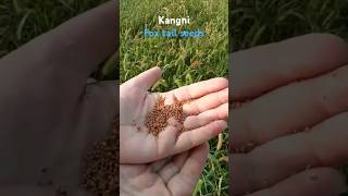 Foxtail millet 🌾healthy gardening kangni viral beautiful [upl. by Oreste]