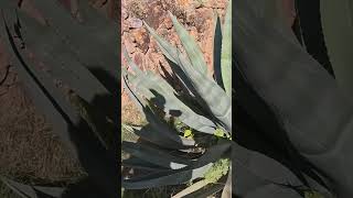 GRABE EN LA PENCA DE UN MAGUEY TU NOMBRE zacatecas purozacatecas musica [upl. by Evot59]