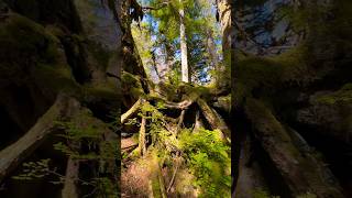 Entwined Roots Two Trees Standing Together on a Washington Trail nature trees trending [upl. by Edyak]