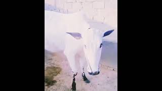 DAISI Cows  NUKKRA BREED  horse utubeshorts cowshed cow villageslife duet animals forest [upl. by Eisinger]