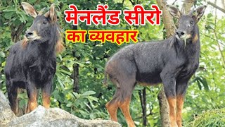 Mainland serow behavior  serows facts  mainland serow wildlife documentary in hindi [upl. by Ban]