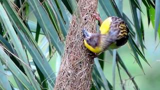 Weaver Bird Making His Nest  PART 11 [upl. by Ritter]