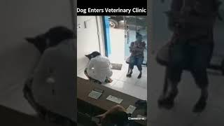 Dog Enters Veterinary Clinic to get TREATMENT shorts [upl. by Nnaylrebmik]