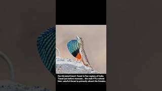 Fanthroated lizard male extend their colorful throat to attract the females rare trendingshorts [upl. by Naveb]