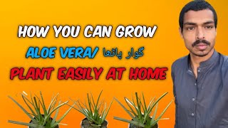 How we can grow aloe vera plant at home  aloe vera plant growth [upl. by Abehsat403]