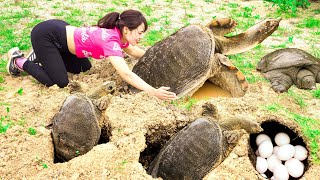 Harvesting BABA softshell turtle in a deep hole  Goes to the market sell [upl. by Eliades]