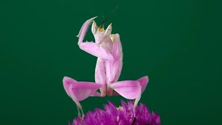 “Orchid Mantis The Flower that Hunts – Nature’s Master of Disguise” [upl. by Assilat]