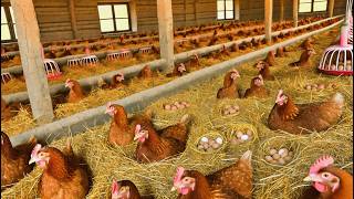 How to Start a Poultry Egg Business  Collecting Chicken Eggs amp Raising Chicks [upl. by Eiramanig190]