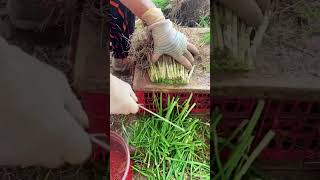 Vegetables Cutting shot shorts youtubeshorts farming agriculture [upl. by Ymirej78]