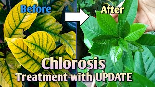 Chlorosis Best Treatment for Yellow Leaves with UPDATE How to Treat Yellow Leaves on Plants [upl. by Aminta]