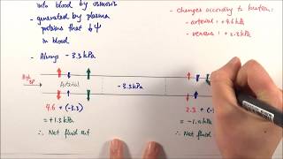 AS Biology  Tissue fluid formation OCR A Chapter 83 [upl. by Magnuson598]