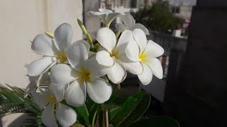 Summer Care of Champa  Plumeria Plant  How to Care Champa in Summer to Get Maximum Flowers [upl. by Ellinnet]