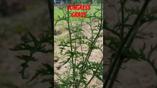 Identification of parthenium grass Known by gajar and Congress grss reels shortvideo nature [upl. by Yelreveb502]