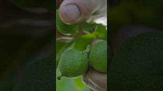 Harvesting English Walnuts [upl. by Fitts]