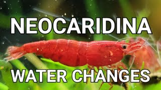 The Only Video You Need To Watch About Neocaridina Shrimp Tank Water Changes [upl. by Dela72]