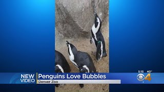 Penguins Enjoy Bubbles Enrichment Fun At Denver Zoo [upl. by Berner]