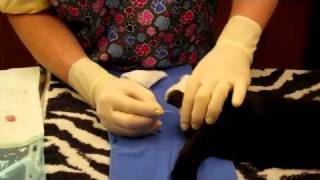 Cat Neuter Surgery with Doc Pawsitive [upl. by Solomon]