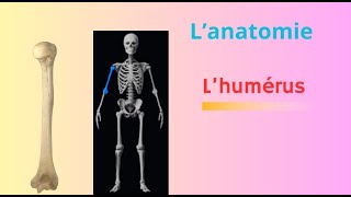 ostéologie du membre supérieur humérus os du bras [upl. by Justinn]