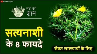 सत्यानाशी के फायदे  Mexican Prickly Poppy for Jaundice Water Retention amp Urine Problems [upl. by Atsirak]