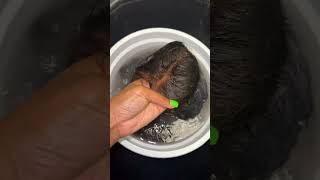 The best advice wig maker advice Wash your wigs‼️🧼 haircare wigcare wigtutorial wigrepair [upl. by Liana377]