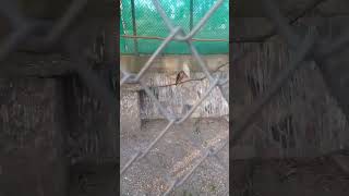 School 🏫 Function  Animal Zoo🦚🦅  newsong viral school function animal zoo fyp fypシviral [upl. by Rodmann]