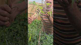 Persicaria polygonum persicaria foraging herbs gardening permaculture nativeplants nature [upl. by Shyamal]