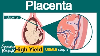 Placenta  Structure and function of Placenta  Development of placenta  USML step 1 [upl. by Sumerlin]