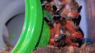 TARANTULA MOLTING PROCESS IN 4K  BRACHYPELMA BOEHMEI [upl. by Annovahs]