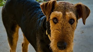 Grooming an Airedale Terrier Tips amp Tricks [upl. by Tadio498]