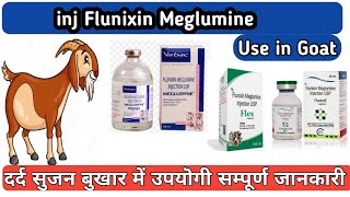 Flunixin meglumine Inj uses in Goat in hindi  Megludyne injection [upl. by Hoo]