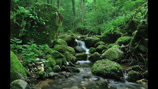 SONIDO DEL AGUA FLUYENDO EN EL RIO PARA DORMIR  WATER SOUND IN THE RIVER FLOWING TO SLEEP [upl. by Ginelle483]