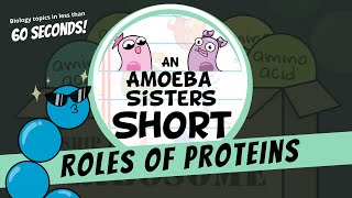 Roles of Proteins  Amoeba Sisters Shorts [upl. by Groome]