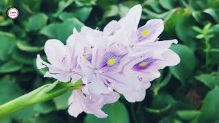 Common water hyacinth plant flowers [upl. by Demeyer]