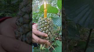 Survival Skills Making Light Using Pineapple Nature survival camping skills [upl. by Melia762]