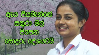 ඇය පියමැන්නේ සකුරා මල් පිපෙන සොඳුරු දේශයටයි [upl. by Desdee]