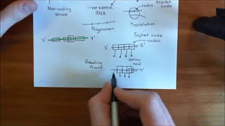 The HIV Life Cycle and Antiretroviral Drugs Part 2 [upl. by Enirehtahc321]