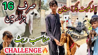 Lalukhet Bakra Mandi Latest Update  22 September 2024  Bakra Mandi [upl. by Eelsha]